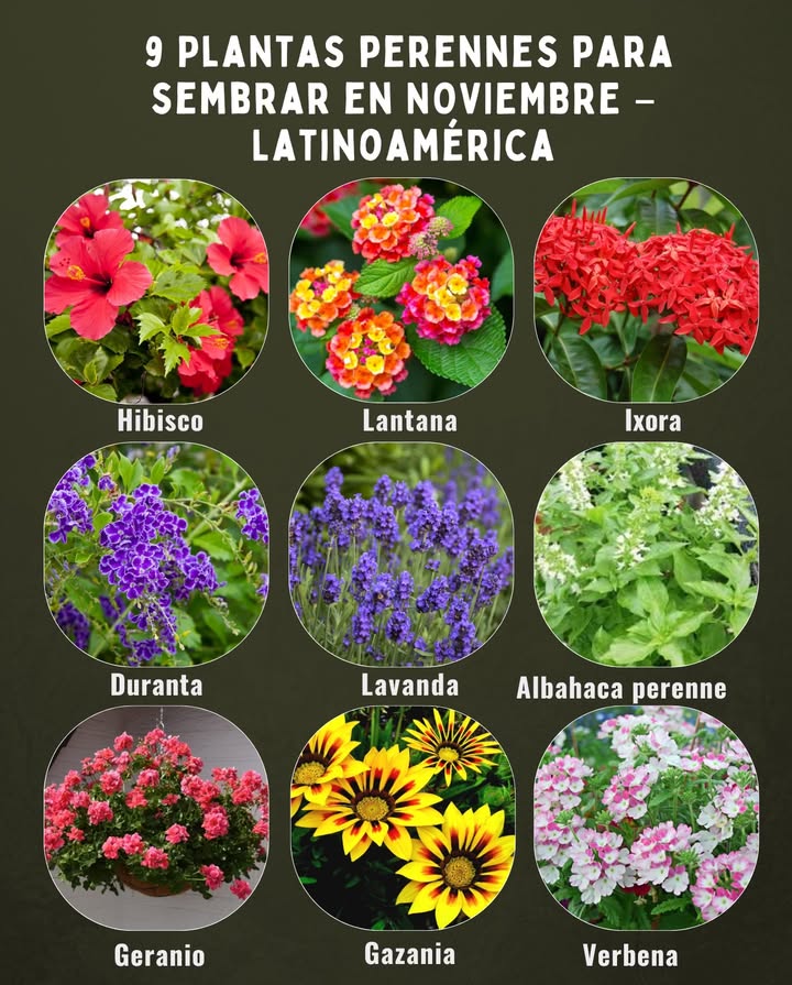 9 Plantas perennes para sembrar en NOVIEMBRE Latinoamérica Hibisco Rosa de Jamaica: ama el sol y florece casi todo el año en climas cálidos. Lantana: rústica, colorida y perfecta para atraer mariposas y abejas. Ixora: arbusto tropical con racimos de flores vibrantes durante meses. Duranta: perenne resistente al calor, ideal para cercas y bordes. Lavanda: prospera en zonas templadas y su aroma ahuyenta insectos. Albahaca perenne Ocimum kilimandscharicum: aromática, vigorosa y duradera. Geranio: resistente, florece sin pausa con buena luz y riego moderado. Gazania: soporta sol intenso y suelos pobres, tapizando con flores brillantes. Verbena: se adapta bien a climas cálidos, con floración continua y vistosa. Consejo: en noviembre, el calor favorece el enraizamiento rápido y la floración prolongada de las perennes tropicales.