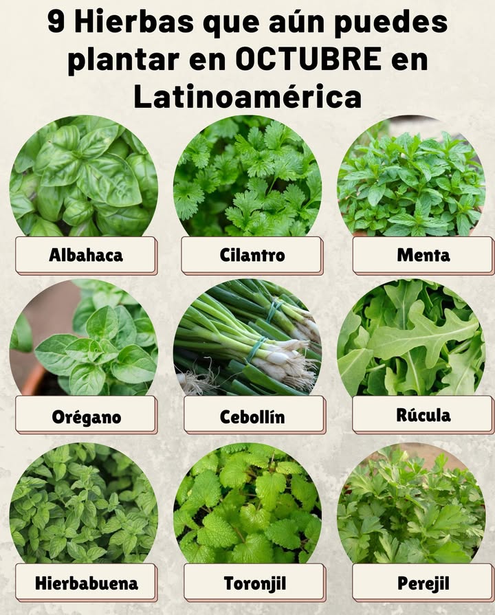 9 Hierbas que aún puedes plantar en OCTUBRE en Latinoamérica Albahaca Ama el calor, ideal para macetas o huertos soleados. Cilantro Se adapta a climas frescos y templados, brota rápido. Menta Perfecta en sombra parcial, muy resistente en zonas húmedas. Orégano Rústico y aromático, crece bien en suelos ligeros y soleados. Cebollín Fácil de mantener, rinde cosechas constantes todo el año. Rúcula Se adapta a climas templados, lista para cosechar en pocas semanas. Hierbabuena Ideal para climas tropicales, requiere riego regular. Toronjil Melissa Prefiere sombra parcial y suelos frescos. Perejil Tolera distintos climas, lento al inicio pero muy productivo.