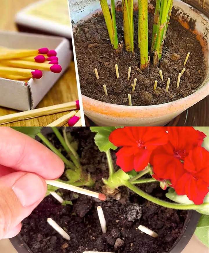 Plantar fósforos en las macetas: un truco inteligente, económico y natural para revitalizar tus plantas 華 Pasos para usar fósforos en el huerto 1 Reúne los materiales Solo necesitas 56 fósforos comunes 2 Colócalos en la maceta Insértalos en la tierra con la cabeza hacia abajo Distribúyelos cerca del borde de la maceta 3 Riega normalmente Humedece la tierra tras insertar los fósforos 4 Observa el cambio En pocos días, notarás la planta más fuerte y saludable Ventajas del método Seguro, fácil y muy económico Ideal como alternativa natural a productos comerciales Beneficios de los fósforos El azufre, fósforo y flúor combaten plagas Enriquecen el sustrato y estimulan el crecimiento Prolongan la vitalidad de la planta Una técnica sencilla que transforma tus macetas con solo unos fósforos. Más salud, menos químicos.