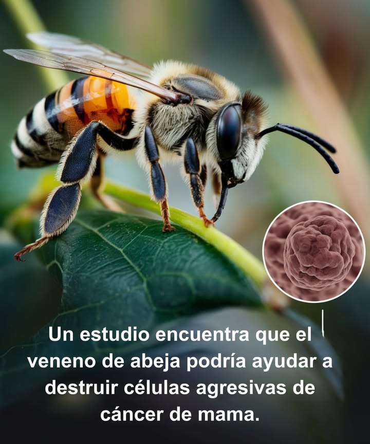 Veneno de abeja y su relación con el cáncer de mama Un estudio reciente sugiere que el veneno de abeja contiene melitina, un compuesto que podría atacar las células cancerosas agresivas en el cáncer de mama, mientras preserva en gran medida las células sanas. Importancia del hallazgo: Este descubrimiento podría abrir la puerta a futuras investigaciones sobre tratamientos basados en compuestos naturales, demostrando cómo la naturaleza puede ofrecer soluciones a problemas de salud complejos. La conexión con la naturaleza: Las abejas son esenciales para nuestros ecosistemas, y su veneno podría tener un potencial médico significativo, recordándonos el vínculo profundo entre la salud humana y el mundo natural. Perspectivas futuras: Con más investigaciones, el veneno de abeja podría inspirar nuevos enfoques médicos, brindando esperanza y subrayando la importancia de preservar la biodiversidad. #VenenoDeAbeja #InvestigaciónContraElCáncer