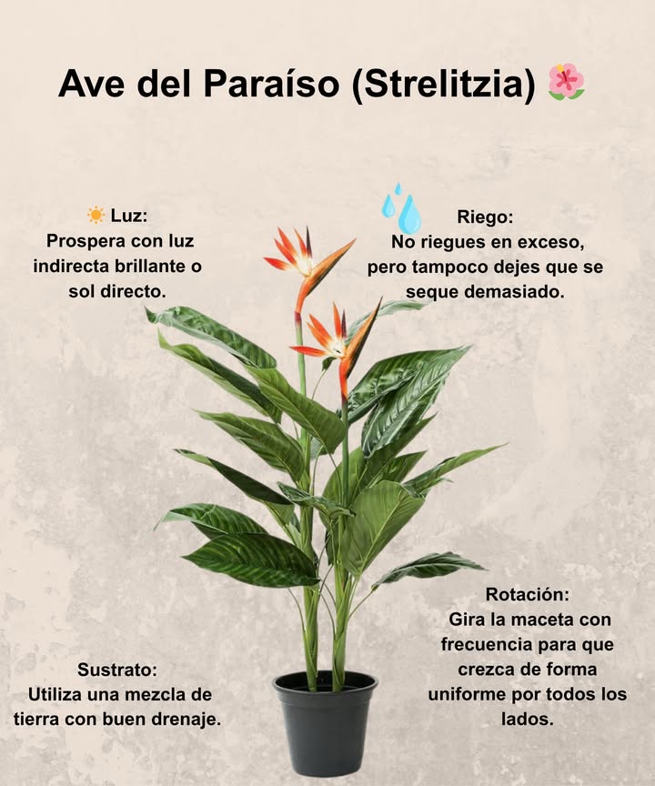 Ave del Paraíso Strelitzia Una planta tropical de gran elegancia que embellece cualquier espacio con sus flores exóticas. Luz: Luz indirecta brillante o sol directo para un crecimiento vigoroso. Riego: Mantén el sustrato ligeramente húmedo. Evita tanto el exceso como la sequedad prolongada. Sustrato: Tierra con buen drenaje para evitar encharcamientos y pudrición de raíces. Rotación: Gira la maceta con regularidad para un desarrollo equilibrado y estético. Ideal para interiores luminosos o terrazas soleadas, la Strelitzia es símbolo de belleza natural y armonía.