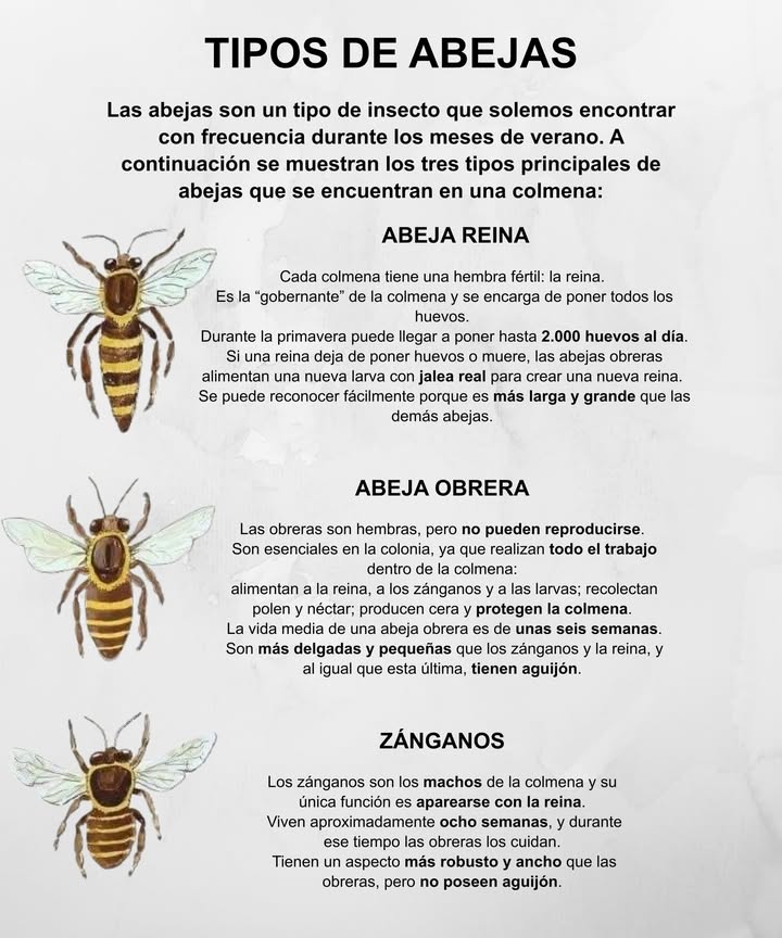 Tipos de Abejas Las abejas son insectos esenciales en la naturaleza, sobre todo durante los meses cálidos. En cada colmena se distinguen tres tipos principales, cada uno con funciones vitales para el equilibrio de la comunidad. Abeja Reina Es la hembra fértil y la gobernante de la colmena. Pone todos los huevos y puede llegar a poner hasta 2.000 al día en primavera. Si deja de poner o muere, las obreras alimentan una nueva larva con jalea real para formar una nueva reina. Es más larga y grande que las demás abejas. Abeja Obrera Son hembras no reproductoras. Realizan todo el trabajo dentro de la colmena: alimentar a la reina, a los zánganos y a las larvas, recolectar polen y néctar, producir cera y proteger la colmena. Viven alrededor de seis semanas. Son más delgadas y pequeñas que las demás y tienen aguijón. Zánganos Son los machos de la colmena. Su única función es aparearse con la reina. Viven unas ocho semanas, cuidados por las obreras. Son más robustos y anchos que las obreras, pero no tienen aguijón. Cada abeja cumple una tarea vital: la reina asegura la descendencia, las obreras sostienen la vida diaria y los zánganos garantizan la continuidad de la especie. Sin ellas, no habría polinización ni vida en los campos.