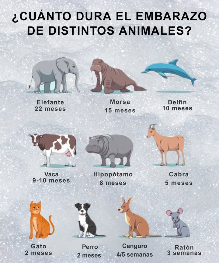 Sabías cuánto tiempo permanecen embarazados algunos animales? Elefante: 22 meses El embarazo más prolongado de cualquier animal terrestre. Los bebés elefantes se toman su tiempo! Morsa: 15 meses Estos mamíferos marinos llevan a sus crías durante más de un año antes de dar a luz. Delfín: 10 meses Inteligentes y sociables, los delfines tienen un período de gestación similar al de los humanos. Vaca: 9-10 meses Al igual que los humanos, las vacas disfrutan de una gestación relativamente larga para un animal de granja. Hipopótamo: 8 meses Estos gigantes amantes del agua tienen un embarazo más corto que las vacas. Cabra: 5 meses Las cabras se reproducen rápidamente gracias a su corta duración de gestación. Gato: 2 meses Los gatos son muy prolíficos, ya que solo necesitan dos meses para llevar a cabo su embarazo. Perro en general: 2 meses La mayoría de las razas de perros tienen un rápido ciclo de gestación de solo dos meses. 輦 Canguro: 4-5 semanas Increíblemente corto! Los bebés nacen pequeños y se desarrollan en la bolsa. Ratón: 3 semanas Los ratones se multiplican rápidamente con una de las gestaciones más breves entre los mamíferos.