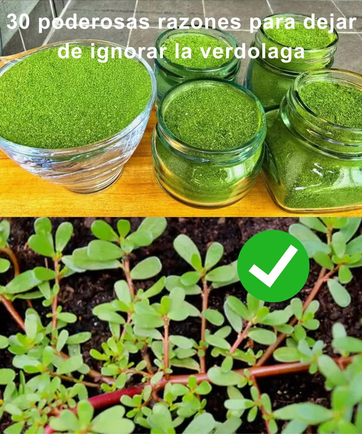 30 poderosas razones para dejar de ignorar la verdolaga La verdolaga Portulaca oleracea, esa humilde planta que muchos arrancan sin pensarlo, es en realidad una joya nutricional y medicinal. Crece sola, fuerte y generosa en jardines, patios, caminos y campos, pero sus beneficios van mucho más allá de lo que parece. 30 beneficios de la verdolaga para cuerpo y mente Omega-3 vegetal: más que cualquier otra hoja verde. Antiinflamatoria natural: calma dolores y reduce hinchazones. Cuida tu corazón: mejora circulación y regula el colesterol. Protege el cerebro: ácidos grasos antioxidantes. Mejora la vista: vitamina A y betacarotenos. Refuerza las defensas: vitaminas C y E. Sana la piel: remedio tradicional para acné y heridas. Regula el azúcar: aliada contra la glucosa alta. Digestiva: rica en mucílagos y fibra. Previene ACV: reduce riesgos vasculares. Fortalece huesos: cargada de calcio, magnesio y potasio. Aliada en dietas: nutritiva, saciante y baja en calorías. Hidratación natural: rica en agua. Fuente de hierro: combate fatiga y debilidad. Diurética: elimina toxinas suavemente. Alcalinizante: equilibra el pH corporal. Protege el hígado: apoyo desintoxicante. Antiparasitaria: uso tradicional contra lombrices. Cuida el cabello: nutre desde la raíz. Ideal en embarazo: folato y minerales clave. Mejora el sueño: magnesio y efecto relajante. Sana llagas bucales: uso local o masticado. Antioxidante: combate el envejecimiento celular. Cicatrizante: acelera la recuperación cutánea. Refrescante: reduce el calor corporal. Cuida riñones: limpieza suave y natural. Alivia la tos: base de tés y jarabes herbales. Equilibra el ciclo menstrual: reduce cólicos. Laxante suave: fibra mucílago = alivio natural. Potencial anticancerígeno: estudios iniciales prometedores. 8 formas caseras de aprovechar la verdolaga Té depurativo: hojas hervidas y reposadas. Ensalada crujiente: fresca con tomate y limón. Batido energético: mezcla verde con fruta. Pasta tópica: para acné, picaduras o sarpullidos. Salteado saludable: con ajo y aceite de oliva. Baño de pies: infusión tibia para desinflamar. Cubitos calmantes: hielo herbal para bebidas o piel. Polvo seco: para sopas, tónicos o sazonar. La verdolaga no solo es fácil de encontrar: también es fácil de amar. Versátil, nutritiva y potente, esta planta ancestral merece un lugar en tu cocina, tu jardín y tu botiquín natural. Importante: aunque generalmente es segura, consulta con un profesional si tienes problemas de salud o tomas medicación.
