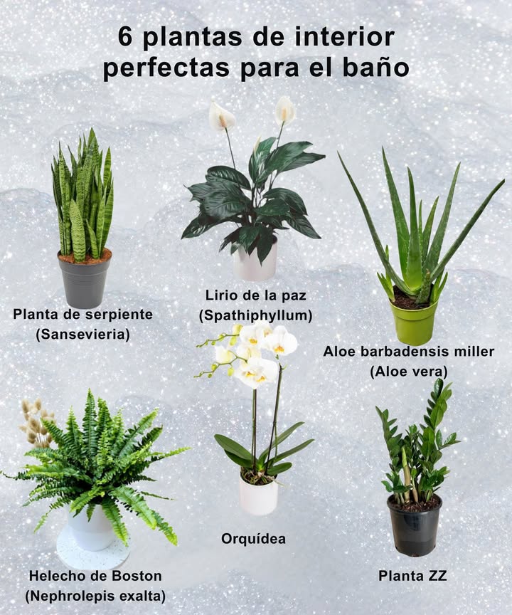 6 plantas ideales para dar vida a tu baño Transforma tu espacio más íntimo en un rincón verde y relajante con estas especies resistentes a la humedad: Planta de serpiente Sansevieria: purifica el aire y sobrevive con poca luz. Lirio de la paz Spathiphyllum: elegante y perfecto para ambientes húmedos. Aloe vera Aloe barbadensis miller: decorativa y útil para tu piel. Helecho de Boston Nephrolepis exaltata: ama la humedad y refresca el ambiente. Orquídea: belleza exótica que florece con el vapor del baño. Planta ZZ: casi indestructible, ideal para espacios con poca luz. Dale un toque natural y armonioso a tu baño con estas joyas verdes. #PlantasDeInterior #BañoVerde