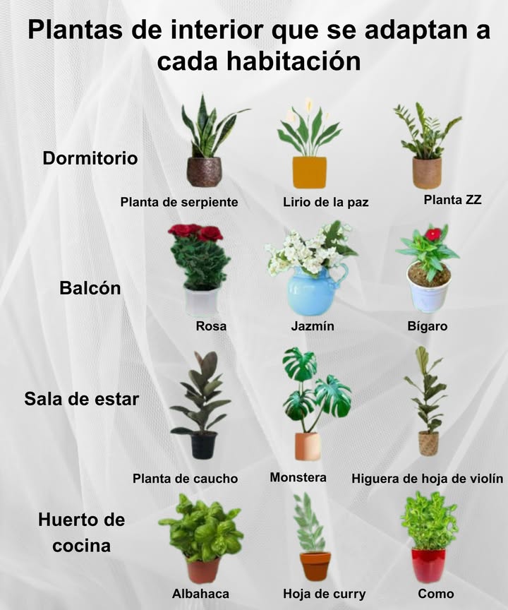 Plantas de interior perfectas para cada rincón de tu hogar Dormitorio Planta de serpiente: purifica el aire y mejora el descanso. Lirio de la paz: ideal para ambientes tranquilos. Planta ZZ: resistente y de bajo mantenimiento. Balcón Rosa: color y aroma natural. Jazmín: flores delicadas y fragantes. Bígaro: encanto floral en espacios abiertos. Sala de estar Planta de caucho: follaje exuberante y elegante. Monstera: tropical y decorativa. Higuera de hoja de violín: gran presencia en interiores amplios. Huerto de cocina Albahaca: aroma fresco y sabor delicioso. Hoja de curry: ideal para condimentar platos. Como: perfecto para cosechar y usar al instante. Crea armonía verde en cada habitación y llena tu casa de vida natural