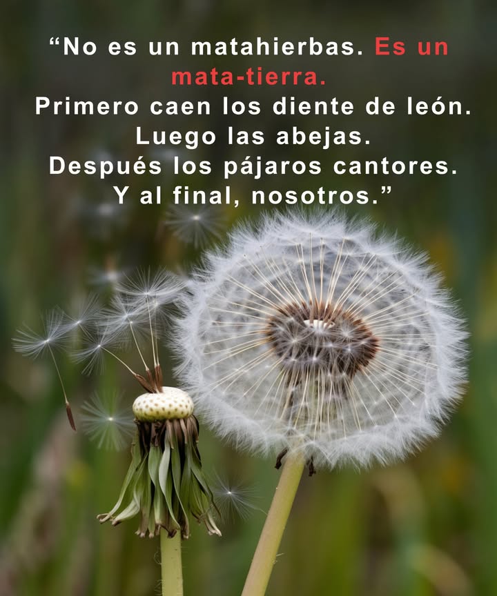 Nos han hecho creer la mentira de que un césped perfecto vale más que un planeta vivo. Cada botella de herbicida esparce muerte por toda la cadena alimentaria: mata polinizadores, reduce las poblaciones de aves y filtra toxinas en los ríos y acuíferos. La mayoría de esas malas hierbas son en realidad alimento para los polinizadores, medicina natural o señales del suelo. No son defectos: son mensajes de la naturaleza. Evita el veneno. Planta flores silvestres, deja florecer el trébol y convierte tu jardín en un refugio lleno de vida en lugar de un terreno estéril. 曆