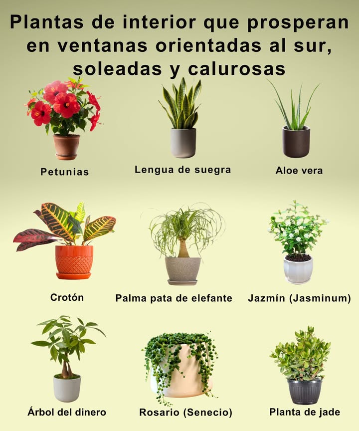10 Plantas de Interior que Aman el Sol Ideales para Ventanas Orientadas al Sur Amantes de la Luz Intensa Hibisco Flores tropicales Pode y abone con frecuencia Sansevieria Fácil cuidado, purifica el aire Sol o sombra Aloe Vera Medicinal y amante del sol Tolera la sequía Croton Follaje colorido Ama el calor y el sol Palma Cola de Caballo Elegante y resistente Poco riego Jazmín Fragante y enredadera suave Luz brillante indirecta Planta de Jade Clásica y resistente Deje secar el sustrato Árbol del Dinero Símbolo de suerte Luz filtrada y riego profundo Cactus Amante del sol intenso Solo tierra seca Rosario Senecio Belleza colgante Lugar luminoso y poco riego Deja que tu jardín en la ventana disfrute del sol!
