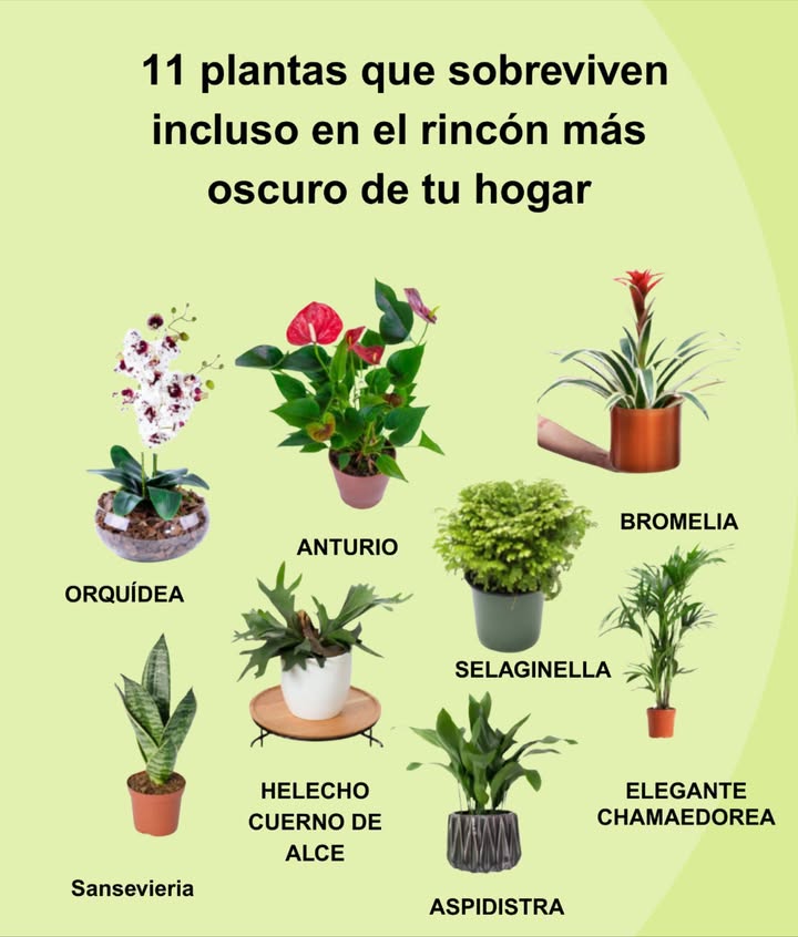 11 plantas que sobreviven incluso en el rincón más oscuro de tu hogar Selaginella Crece rápido y ama la humedad, perfecta para baños Dieffenbachia Hojas vistosas, se adapta bien a poca luz partes tóxicas Aspidistra Muy resistente, requiere riego moderado Sansevieria Escultural y fuerte, sobrevive con poca agua y luz Bromelias Tropicales y coloridas, ideales para interiores oscuros Helecho Elkhorn Elegante y delicado, crece lento con luz indirecta Clorofito Chlorophytum comosum Decorativo, perfecto para sombra Chamaedorea elegans Fácil de cuidar, poca agua y tolera ambientes oscuros Anthurium Tropical y resistente, necesita humedad Calathea Prefiere luz moderada y riego abundante en crecimiento Orquídea Adaptable, requiere humedad y fertilización regular Elige la que mejor se adapte a tu espacio y estilo de cuidado