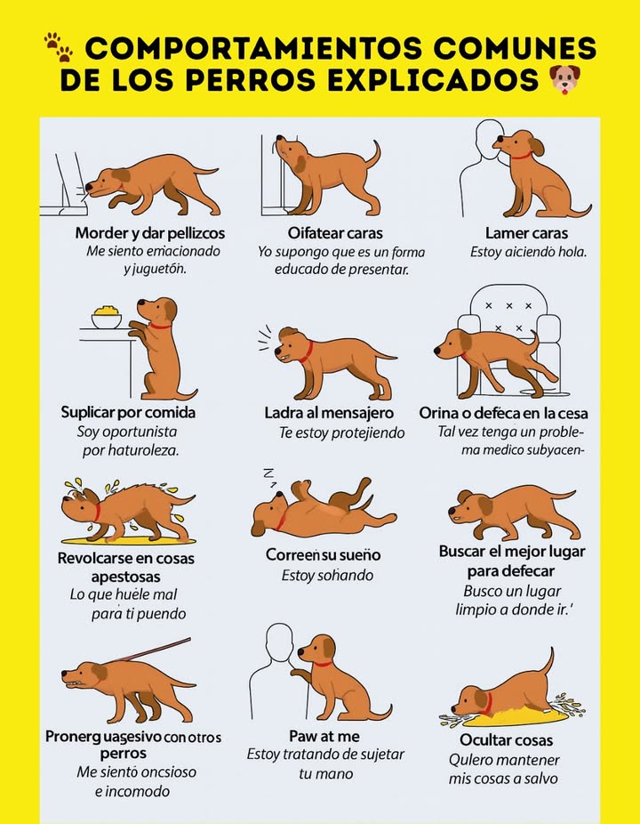 Comportamientos comunes de los perros explicados 
Cada acción de un perro tiene una razón detrás. Comprender su lenguaje corporal y sus hábitos ayuda a fortalecer el vínculo y garantizar su bienestar.
 Morder y pellizcar  Expresa emoción y ganas de jugar.
 Olfatear entre las piernas o caras  Es su forma natural y educada de presentarse.
 Lamer el rostro  Es una señal de afecto y saludo.
 Suplicar por comida  Su instinto oportunista lo impulsa a aprovechar cualquier ocasión.
 Ladrar al mensajero o visitantes  Protege su territorio y a su familia.
 Orinar o defecar dentro de casa  Puede indicar un problema médico o estrés.
 Revolcarse en cosas con mal olor  Lo que nos parece desagradable, para ellos puede ser un olor interesante.
 Correr mientras duerme  Está soñando y reviviendo momentos del día.
 Buscar el mejor lugar para hacer sus necesidades  Prefiere un sitio limpio y tranquilo.
 Mostrarse agresivo ante otros perros  Suele ser señal de ansiedad o inseguridad.
 Tocar con la pata  Busca atención o intenta tomar la mano de su humano.
領 Esconder objetos  Quiere mantener sus pertenencias seguras.
Comprender estos comportamientos es clave para una convivencia armoniosa y feliz con tu compañero canino. 

#ComportamientosDePerros #LenguajeCanino #ComportamientoAnimal