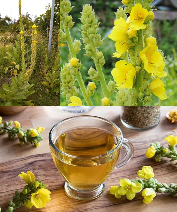 Gordolobo: la planta silvestre que limpia los pulmones de forma natural El gordolobo Verbascum thapsus es una joya de la herbolaria tradicional, conocida por su poder para aliviar la tos, descongestionar los pulmones y calmar las vías respiratorias. Crece libremente en caminos y campos soleados, lista para ofrecer sus beneficios curativos a quien la reconozca. Aliado natural para la salud pulmonar: Calma la tos seca o productiva Limpia los pulmones de mucosidad Alivia bronquitis, asma y congestión Suaviza los tejidos irritados y reduce la inflamación Cómo reconocerlo: Hojas grandes, suaves y peludas con textura de terciopelo. Flores amarillas que crecen en un tallo alto y recto, de hasta 2 m. Aroma suave y terroso, típico de las plantas silvestres. Recolección y conservación: Hojas: durante el primer año, cuando están limpias y llenas. Flores: a mediados o finales del verano. Secar a la sombra y guardar en frascos herméticos. Formas de uso: 1 Té de gordolobo 1 cda de hojas o flores secas por taza. Infusionar 15 min y colar bien. 2 Inhalación de vapor Un puñado de hojas en agua caliente; respirar el vapor para despejar el pecho. 3 Aceite de flores Infusionar en aceite de oliva por 3 semanas; usar para masajear el pecho. Consejo herbal: Combinar con tomillo o regaliz potencia su efecto expectorante y calmante. Un remedio humilde, eficaz y accesible que ayuda a respirar mejor y a reconectar con la sabiduría de la naturaleza.