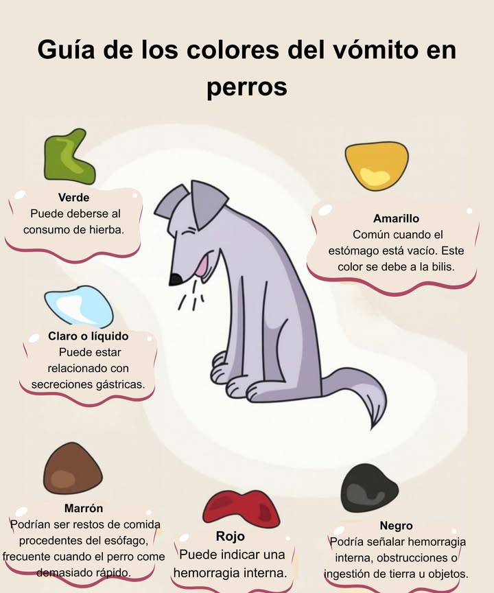 Guía rápida: Colores del vómito en los perros Verde causado por comer hierba. Claro y líquido secreciones gástricas. Marrón restos de comida del esófago, aparece cuando comen demasiado rápido. Amarillo muy común con el estómago vacío, por bilis. Rojo sangre posible hemorragia interna. Negro puede indicar hemorragia interna, obstrucciones o consumo de tierra. Vigila siempre la salud de tu perro. Si los síntomas persisten, acude al veterinario. 喙