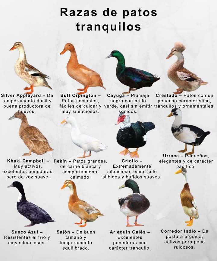 Razas de patos tranquilos 閭 Silver Appleyard De temperamento dócil y buena productora de huevos. 李 Buff Orpington Sociables, fáciles de cuidar y muy silenciosos. Cayuga Plumaje negro con brillo verde, casi sin emitir sonidos. Crestado Con penacho característico, tranquilos y ornamentales. 癩 Khaki Campbell Activos, excelentes ponedoras, voz suave. Pekín Grandes, de carne blanca y comportamiento calmado. Criollo Extremadamente silencioso, emite silbidos y bufidos suaves. Urraca Pequeños, elegantes y de carácter pacífico. Sueco Azul Resistentes al frío y muy silenciosos. 李 Sajón De buen tamaño y temperamento equilibrado. 懶 Arlequín Galés Excelentes ponedoras con carácter tranquilo. Corredor Indio Postura erguida, activos pero poco ruidosos.