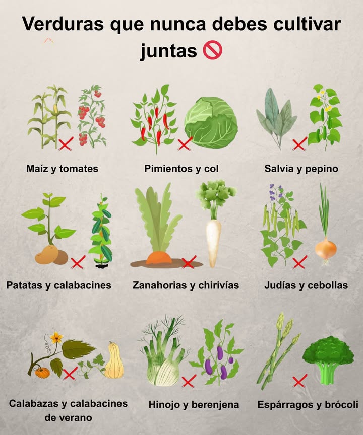 Verduras que nunca debes cultivar juntas Maíz y tomates Compiten por nutrientes y atraen plagas. 塞 Pimientos y col Incompatibles en el suelo, debilitan el crecimiento. 勒 Salvia y pepino La salvia frena el desarrollo del pepino. 凜勒 Patatas y calabacines Aumentan riesgo de enfermedades. 凌 Zanahorias y chirivías Se cruzan y deforman sus raíces. 綾暈 Judías y cebollas Se bloquean mutuamente en el crecimiento. 勒 Calabazas y calabacines de verano Se cruzan y pierden calidad. Hinojo y berenjena El hinojo inhibe el desarrollo de la berenjena. 復 Espárragos y brócoli Compiten por espacio y nutrientes. El secreto de un huerto sano está en las asociaciones correctas.