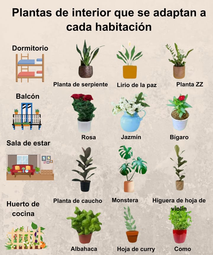 Plantas de interior perfectas para cada rincón de tu hogar Dormitorio Planta de serpiente Purifica el aire y mejora el descanso Lirio de la paz Ambiente tranquilo y relajante Planta ZZ Resistente y de bajo mantenimiento Balcón Rosa Color y aroma natural Jazmín Flores delicadas y fragantes Bígaro Encanto floral en espacios abiertos Sala de estar Planta de caucho Follaje elegante y exuberante Monstera Tropical y decorativa Higuera de hoja de violín Gran presencia en interiores amplios Huerto de cocina Albahaca Aroma fresco y sabor delicioso Hoja de curry Perfecta para condimentar platos Como Para cosechar y usar al instante Llena tu hogar de vida, armonía y frescura natural