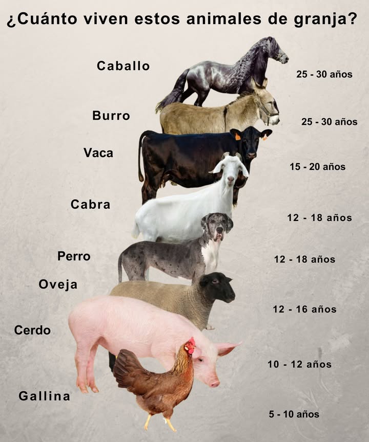 Cuánto viven estos animales de granja?

 Caballo: 25 – 30 años
 Burro: 25 – 30 años
 Vaca: 15 – 20 años
 Cabra: 12 – 18 años
 Perro: 12 – 18 años
 Oveja: 12 – 16 años
 Cerdo: 10 – 12 años
 Gallina: 5 – 10 años