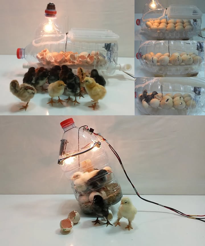 讀 Construye una incubadora casera con una simple botella de agua Materiales esenciales Botella de plástico de 5 L o más Bombillas pequeñas o lámpara de calor Termómetro e higrómetro Recipiente de espuma o huevera Tijeras o taladro para cortar y perforar Pasos simples 1 Prepara la botella: límpiala bien y corta una abertura lateral amplia como puerta 2 Instala la fuente de calor: coloca bombillas o una lámpara por la tapa o los laterales; ajusta a 37,5 C 3 Fija los huevos: usa huevera o espuma para mantenerlos estables 4 Controla temperatura y humedad: 4555 % durante la incubación, 6575 % los últimos 3 días 5 Añade ventilación: perfora pequeños orificios para el aire fresco 6 Voltea los huevos: gira al menos 3 veces al día para un desarrollo equilibrado Seguridad ante todo: supervisa la fuente de calor, evita el sobrecalentamiento y mantén la incubadora lejos de niños y mascotas Un proyecto educativo, inspirador y perfecto para descubrir el milagro de la vida en casa