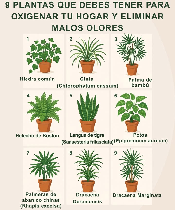 9 Plantas que Purifican el Aire y Eliminan Malos Olores en Casa Hiedra común Neutraliza toxinas del tabaco. Ideal para fumadores. Riego cada 2 semanas. Cinta Chlorophytum comosum Filtra monóxido de carbono. Rápido crecimiento. Riego quincenal. Palma de bambú Elimina benceno y tricloroetileno. Perfecta para zonas con sombra. Helecho de Boston Humidificador natural. Atrapa formaldehído. Necesita riego frecuente. Lengua de tigre Resistente y eficaz contra varios contaminantes. Bajo mantenimiento. Potos Epipremnum aureum Purifica formaldehído y CO. Ideal en macetas colgantes o jardines verticales. Palmera china Rhapis excelsa Lucha contra amoníaco y xileno. Muy resistente, sin cuidados especiales. Dracaena deremensis Filtra tricloroetileno. Perfecta para interiores con poca luz. Dracaena marginata Absorbe xileno. Excelente en ambientes con humo o pinturas. Decora y respira mejor con estas plantas que transforman tu hogar en un espacio más limpio y saludable. 華