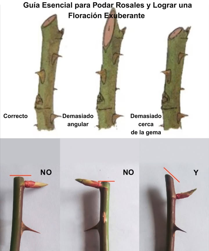 Guía Esencial para Podar Rosales y Lograr una Floración Exuberante Corte Correcto Inclinación: Siempre hacia arriba y afuera del brote Altura: A 5 mm sobre el cogollo Precisión: Corte limpio y en ángulo para evitar infecciones Etapas de Poda Primera Poda siembra: Talla los tallos a 10-12 cm para fortalecer raíces Segunda Primavera: Poda a 20-22 cm para brotes vigorosos Tercera Primavera en adelante: Mantenimiento regular para un equilibrio perfecto y floraciones intensas Una poda adecuada transforma cualquier rosal en un espectáculo de color y vitalidad toda la temporada.