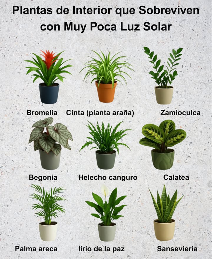 9 Plantas de Interior que Sobreviven con Muy Poca Luz Solar 華 Bromelia Color y estilo tropical sin sol directo. 華 Cinta planta araña Ideal para sombra, purifica el aire. 華 Zamioculca planta ZZ Resistente y perfecta para espacios oscuros. 華 Begonia Hojas decorativas que iluminan rincones sombríos. 華 Helecho canguro Frescura y textura, amante de la humedad. 華 Calatea planta oración Exótica, sus hojas se mueven con la luz. 華 Palma areca Toque tropical que prospera en interiores con poca luz. 華 Espatifilo lirio de la paz Elegante, purifica el aire y florece en sombra. 華 Sansevieria lengua de suegra Prácticamente indestructible, mejora el aire. Verdes, fáciles y sin complicaciones para dar vida a tu hogar.