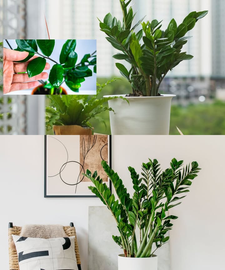 Zamioculca radiante con canela natural Echa un poco en las ramas de canela y el resto en la maceta. Las zamioculcas te lo agradecerán con hojas nuevas y brillantes. Esta planta de tallos carnosos y hojas relucientes simboliza la elegancia y la sencillez. No exige experiencia, pero sí cuidados precisos y un toque de nutrición natural. Riego moderado: 1 vez al mes en otoño e invierno Cada 2-3 semanas en primavera y verano Luz: Lugar luminoso, sin corrientes de aire Sustrato: Ligero, con arena o perlita para airear las raíces Fertilizante natural: 1 cda de canela disuelta en 250 ml de agua hirviendo 500 ml de agua fría Usar 1 vez al mes para estimular raíces, fortalecer brotes y prevenir hongos Una receta natural para mantener tu zamioculca fuerte, verde y llena de vida.