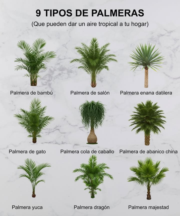 Las palmeras no son solo para la playa: también son espectaculares como plantas de interior! Aquí tienes 9 variedades que prosperan en interiores o en climas cálidos: Palma de Bambú Purifica el aire Palma de Gato Frondosa y compacta Yuca Palma Resistente y arquitectónica Palma de Salón Ideal para poca luz Palma Cola de Caballo Tolerante a la sequía Palma Dragón Espigada y escultural Palma Datilera Enana Elegante y pequeña Palma Abanico China Hojas llamativas Palma Real Alta y amante de la humedad Aporta estructura y un toque tropical a tu hogar o jardín. 華