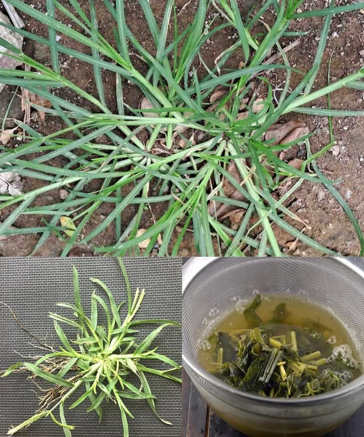 Eleusine indica 20 beneficios de la hierba de ganso y cómo usarla La hierba de ganso Eleusine indica es una planta silvestre resistente que crece en caminos, jardines y campos. Aunque muchos la consideran una mala hierba, en realidad es una potente aliada de la salud con siglos de uso tradicional. 20 beneficios de la hierba de ganso Elimina toxinas del cuerpo Limpia y fortalece los riñones Reduce inflamación y dolores articulares Alivia molestias al orinar Apoya el tratamiento de infecciones urinarias Baja la fiebre de forma natural Detiene hemorragias nasales Mejora la digestión después de las comidas Combate el estreñimiento Calma erupciones e irritaciones en la piel Alivia llagas y úlceras bucales Reduce dolores de cabeza por calor o tensión Calma la tos seca y leve Alivia el dolor en rodillas y codos Limpia heridas y combate pequeñas infecciones Refresca el aliento de manera natural Favorece la limpieza del hígado Reduce irritación y fatiga ocular Actúa como diurético suave Contribuye al bienestar general y al equilibrio interno Cómo preparar el té de hierba de ganso Usa 1 cucharadita de hierba seca o un puñado de hojas frescas Hierve en 1 taza de agua durante 10 minutos Cuela, deja enfriar y bebe o aplica según necesidad Para uso externo: asegúrate de que el té esté completamente frío antes de aplicarlo sobre la piel o los ojos. Formas de uso comunes Infusión diaria para desintoxicar o aliviar molestias digestivas Compresas tibias para inflamación o dolores articulares Enjuagues bucales para llagas o mal aliento Aplicación tópica para erupciones o pequeñas heridas Baños oculares para ojos irritados uso externo únicamente Precaución Uso tradicional con respaldo popular. Consulta con un especialista antes de usar si estás embarazada, en lactancia o tomando medicación. No sustituye tratamientos médicos profesionales. Eleusine indica es una muestra perfecta de cómo la naturaleza ofrece poderosas soluciones en los lugares más inesperados.