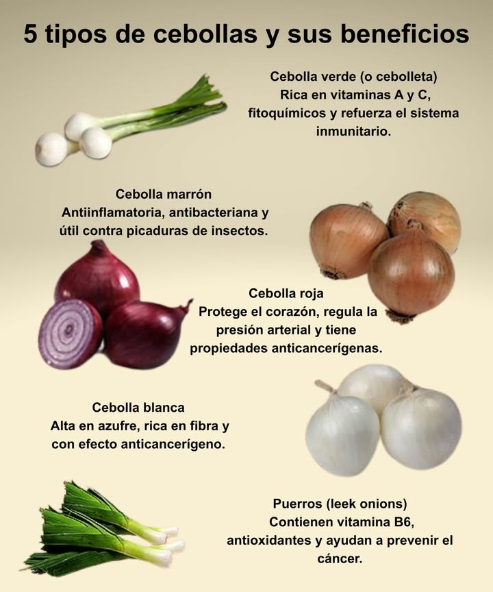 暈 5 tipos de cebollas y sus beneficios

 Cebolla verde o cebolleta
Rica en vitaminas A y C, fitoquímicos y refuerza el sistema inmunitario.

 Cebolla marrón
Antiinflamatoria, antibacteriana y útil contra picaduras de insectos.

 Cebolla roja
Protege el corazón, regula la presión arterial y tiene propiedades anticancerígenas.

 Cebolla blanca
Alta en azufre, rica en fibra y con efecto anticancerígeno.

 Puerros leek onions
Contienen vitamina B6, antioxidantes y ayudan a prevenir el cáncer.