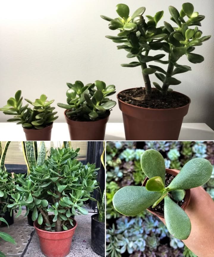 Árbol de jade: Riego, ubicación, iluminación, poda, sustrato y fertilización La planta del dinero en casa Originaria de Sudáfrica, la planta de jade Crassula ovata se distingue por sus ramas gruesas y hojas carnosas que almacenan agua. Fácil de cuidar, resistente y muy decorativa, también simboliza prosperidad y buena suerte. Con atención adecuada, incluso florece con pequeñas flores blancas o rosadas al inicio de la primavera. Riego adecuado Solo cada 15 días en clima templado. En invierno, una vez al mes. Sus hojas almacenan agua, así que es mejor pecar por falta que por exceso. Evita mojar las hojas y asegúrate de usar un sustrato con excelente drenaje. Ubicación perfecta Mejor en interiores, donde el clima es más estable. En verano puede salir unas horas al exterior. Siempre lejos de corrientes de aire y fuentes de calor como estufas o hornos. Iluminación ideal Luz abundante pero nunca sol directo. En invierno, protégela de la humedad excesiva para evitar que las raíces se pudran. Lo mejor: un rincón luminoso, seco y con temperatura estable. Poda inteligente Primavera o verano es el momento justo. Usa tijeras limpias y corta las ramas que desees. Deja cicatrizar los esquejes antes de replantar. Cada rama puede convertirse en una nueva planta. Sustrato casero para suculentas Mezcla ideal: 2/3 tierra universal 1/3 perlita, vermiculita o piedra pómez La perlita mejora el drenaje, la vermiculita aligera el suelo y la piedra pómez regula la humedad. Fertilización natural Solo en primavera y verano. Usa humus de lombriz o té de compost hecho con restos de frutas, verduras, cáscaras de huevo, café, yerba mate o podas secas. Resultado final Una planta resistente, elegante y con energía positiva que florece en todos los sentidos. El jade: belleza, suerte y vitalidad en una sola maceta 華