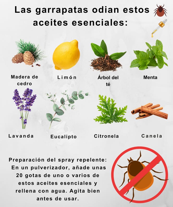 Mantén alejadas las garrapatas con estos aromas En un pulverizador: Añade aprox. 20 gotas de aceites esenciales a elección Rellena con agua Agita bien y rocía sobre la ropa, mascotas con cuidado o herramientas de jardín Sin químicos. Sin picaduras. Solo protección natural a base de plantas.