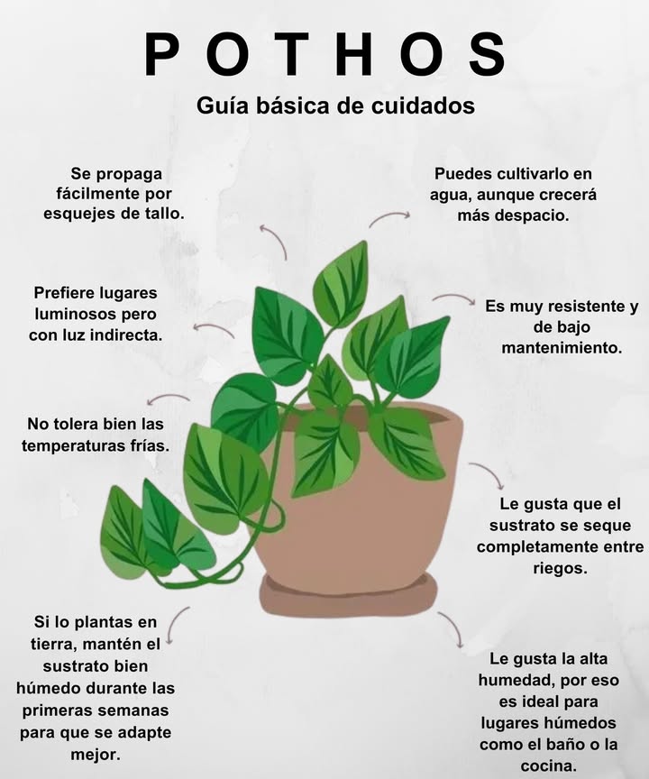 POTHOS: La planta todoterreno que embellece tu hogar sin esfuerzo 

 Perfecta para principiantes y olvidadizos, el pothos es resistente, decorativo y muy fácil de cuidar:

華 Se propaga fácilmente por esquejes de tallo
 Puedes cultivarlo en agua, aunque crecerá más lento
 Prefiere luz indirecta y espacios luminosos
 No tolera bien el frío

 Si lo plantas en tierra, mantén el sustrato húmedo al inicio
直 Deja secar el sustrato completamente entre riegos
 Ama la humedad: ideal para baño o cocina
 Muy resistente y de bajo mantenimiento

 Una planta que purifica el aire, crece rápido y se adapta a casi todo. El pothos es tu aliado verde más fiel.