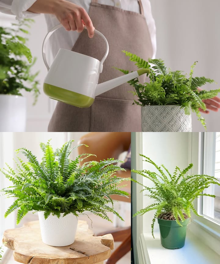 La bebida favorita de los helechos: hojas nuevas que brotan como una honda Para que tu helecho luzca exuberante y sano, dale lo que más le gusta: cuidados simples y fertilizante casero, sin productos químicos ni complicaciones. 華 Condiciones ideales Suelo fértil, suelto y con buen drenaje Luz difusa, nunca sol directo Alta humedad: riega y pulveriza con frecuencia Riego inteligente Usa agua de lluvia o reposada Riega más en primavera y verano Si el sustrato está seco a 23 cm, es momento de regar Fertilizantes caseros que adoran los helechos Posos de café: 2 cucharaditas en 1 taza de agua, dejar reposar y regar Agua de cocción de verduras: rica en minerales, ideal para revitalizar Compost mezclado con tierra: mejora la estructura y nutre a largo plazo Fertiliza cada 57 semanas y verás cómo aparecen hojas nuevas, fuertes y verdes como nunca. Tu helecho lo agradecerá con un follaje espectacular.