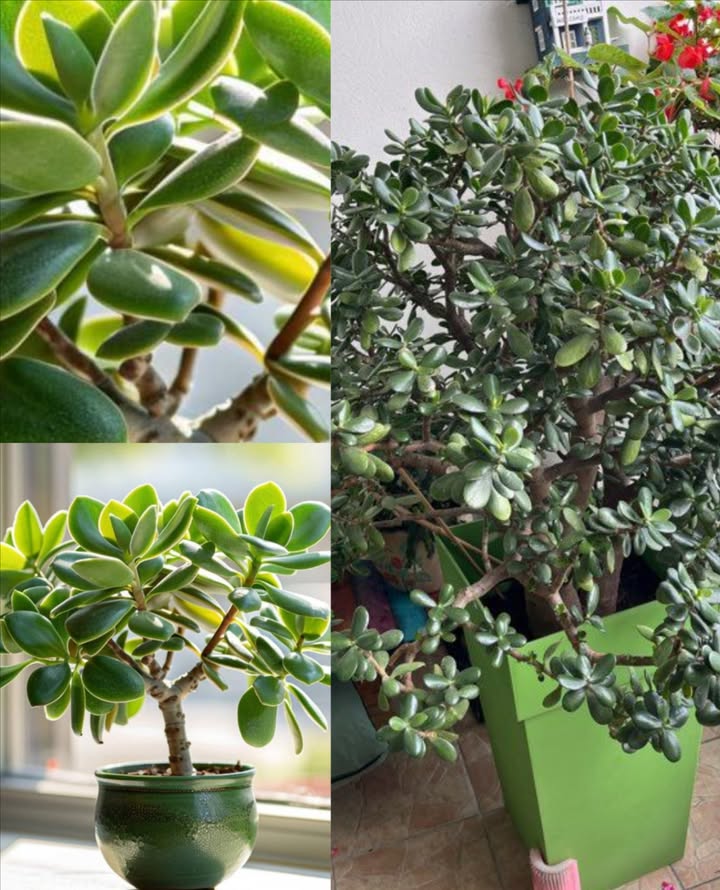 Árbol de Jade: Cuidados Esenciales para un Crecimiento Exuberante Riego espaciado Cada 2 semanas en primavera-verano. Una vez al mes en invierno. Evita mojar las hojas y elige sustrato con buen drenaje. Ubicación protegida Colócalo en interiores, lejos de corrientes de aire y fuentes de calor. En verano, puede salir al exterior, siempre en sombra parcial. Luz brillante y suave Prefiere luz natural abundante pero indirecta. La luz solar directa quema sus hojas, especialmente en los meses cálidos. Poda estratégica A principios de primavera, recorta las ramas con tijeras limpias. Las hojas cortadas pueden enraizar y formar nuevas plantas. Sustrato ideal Mezcla tierra universal con perlita y piedra pómez. El drenaje es clave para evitar pudrición radicular. Fertilización natural Solo en primavera y verano. Añade compost casero: cáscaras de frutas, verduras o huevo bien trituradas. No fertilices en otoño e invierno. Con cuidados mínimos y naturales, el árbol de Jade se convierte en un símbolo de prosperidad, fuerza y longevidad en tu hogar.