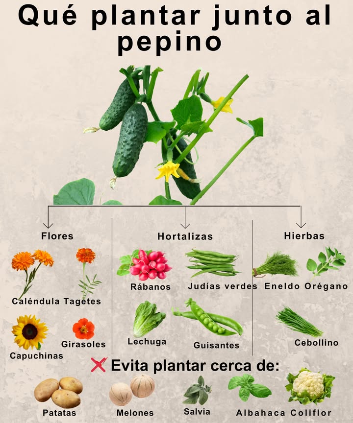勒 Guía de asociación de cultivos con pepinos Planta pepinos junto a los compañeros adecuados para mejorar su crecimiento, protegerlos de plagas y mantener un huerto saludable. Flores: Capuchinas, caléndulas, girasoles y caléndula officinalis: ahuyentan insectos dañinos y atraen polinizadores. 凌 Hortalizas: Rábanos, frijoles, lechuga y arvejas: enriquecen el suelo y actúan como cobertura natural. Hierbas aromáticas: Eneldo, orégano y cebollino: repelen plagas y fortalecen las plantas. Evita plantar cerca de: Papas, melones, salvia, romero, albahaca y brassicas como repollo y brócoli: compiten por nutrientes o transmiten enfermedades. Cultiva con inteligencia: asocia los pepinos con sus mejores compañeros para una cosecha más sana y abundante.