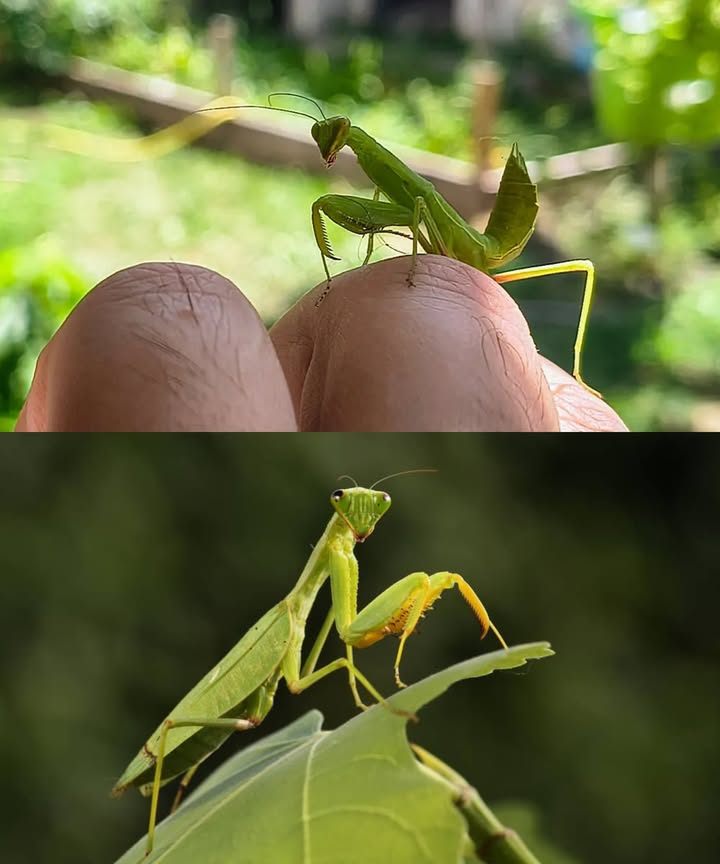聯 La llegada silenciosa de la mantis religiosa: el guardián inesperado del jardín Por qué aparece cada vez más Veranos largos y cálidos la empujan hacia el norte Prefiere lugares soleados con abundancia de insectos Jardines, viñedos, prados y muros cálidos son sus escenarios favoritos Quién es este guerrero natural Depredador con reflejos veloces y patas prensiles Gira la cabeza 180 y combina ojos compuestos con tres simples Se alimenta de moscas, saltamontes, avispas e insectos dañinos El error más grande Matarla o capturarla por diversión Se lesiona fácilmente, muere rápido en interiores y está protegida en muchos países Respuesta correcta Observar y dejarla tranquila Si estorba, trasladarla con un vaso y cartón hacia arbustos o césped Nunca llevarla a casa: necesita presas vivas, sol y humedad Aliada ecológica Reduce plagas de forma natural en el huerto y el jardín No discrimina: caza lo que encuentra, pero mantiene el equilibrio Detalles fascinantes La hembra deposita una ooteca espumosa en ramas: de allí saldrán crías en primavera Durante la muda es extremadamente frágil Su coloración verde o marrón funciona como camuflaje según el entorno Convivencia sin conflictos Enseñar a los niños a observar, no a tocar Evitar que perros o gatos la molesten Si entra en casa, abrir la ventana o retirarla suavemente con un vaso Regla rápida: no matar, no capturar, no llevar a casa. Déjala en el jardín, donde cumple su papel como cazadora natural.