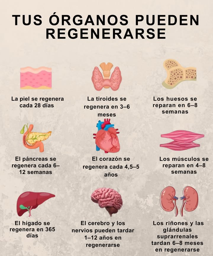 溺 Tu cuerpo tiene el poder de regenerarse Descubre el tiempo que necesitan tus órganos para renovarse: 勺 Piel se regenera cada 28 días 領 Huesos se reparan en 68 semanas Músculos se restauran en 48 semanas 喙 Páncreas se renueva cada 612 semanas 易 Cerebro y nervios regeneración entre 1 y 12 años 變 Corazón se regenera cada 4,55 años 易 Tiroides tarda 36 meses 啕 Hígado se regenera en 365 días Riñones y glándulas suprarrenales se renuevan en 68 meses Cuida tu salud y tu cuerpo hará el resto. Todo está en constante renovación.
