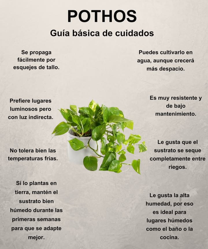POTHOS: La joya verde que nunca falla 

 Fácil, resistente y siempre decorativo:

華 Se multiplica rápido con simples esquejes de tallo
 Vive en agua o en tierra, aunque en tierra crecerá mejor
 Ama la luz indirecta y los rincones luminosos
 No soporta bien las corrientes frías

 En maceta, mantén el sustrato húmedo al principio
直 Entre riegos, deja que la tierra se seque por completo
 Disfruta la humedad, perfecto para baño o cocina
 Aguanta descuidos y sigue creciendo fuerte

 Un purificador natural que se adapta a todo. El pothos es el toque verde infalible para tu hogar.