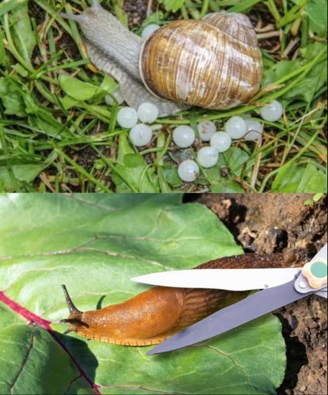 Las babosas y las hormigas desaparecen en un abrir y cerrar de ojos. Simplemente tíralos al jardín para mantenerlos alejados.

Di adiós a las plagas con trucos simples y naturales que puedes aplicar hoy mismo.

 Elimina babosas fácilmente

Recolección nocturna: sal al jardín con una linterna, recógelas y sumérgelas en agua jabonosa.

Cerveza como trampa: entierra un vaso con cerveza al nivel del suelo. Las atrae y se ahogan.

Cáscaras de huevo molidas: espárcelas cerca de las plantas. Las babosas las comen, se hinchan y son presa fácil de las aves.

Cinta de cobre: rodea tus macetas. El contacto les provoca una ligera descarga que las aleja.

Riego matutino: riega por la mañana para que el suelo esté seco por la noche.

 Mantén lejos a las hormigas

Agua con vinagre o limón: rocía en los senderos y puntos de entrada.

Bicarbonato de sodio: espolvorea en macetas o zonas donde transitan.

Menta: planta alrededor de los cultivos para mantenerlas alejadas de forma natural.

 Un truco estrella para ambas

Café usado con bórax: espárcelo en el jardín. La textura y el olor mantienen alejadas a babosas y hormigas al mismo tiempo.

Tu jardín puede estar libre de plagas sin químicos ni esfuerzo. Solo necesitas lo que ya tienes en casa.