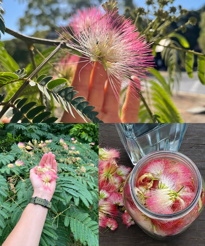 Albizia julibrissin: el árbol de la seda y sus beneficios medicinales ocultos

Más allá de su elegancia ornamental, esta joya natural aporta equilibrio emocional, energía vital y bienestar físico gracias a sus flores, corteza y hojas.

 Corteza de Albizia  calmante y reparadora

Reduce ansiedad y estrés

Promueve un sueño profundo

Mejora el estado de ánimo

Alivia dolor e inflamación

Ayuda digestiva y hormonal

Sana heridas leves y piel irritada

 Té calmante de corteza:
1 cdita de corteza seca  1 taza de agua  hervir 10 min, colar y beber antes de dormir.

 Decocción para la piel:
2 cditas de corteza  2 tazas de agua  hervir 20 min, enfriar y aplicar sobre irritaciones.

 Flores de Albizia  elixir de felicidad natural

Eleva el ánimo

Alivia la tensión

Favorece un sueño reparador

Rico en antioxidantes

Fortalece el sistema inmune

Reduce molestias menstruales y digestivas

 Infusión relajante:
1 cdita de flores secas  1 taza de agua caliente  reposar 10 min, colar y beber al atardecer.

 Vapores respiratorios:
1 cda de flores secas  agua hirviendo  inhalar vapor con toalla por 510 min.

 Hojas de Albizia  detox y vitalidad

Limpian hígado y sangre

Reducen inflamación

Mejoran digestión

Refuerzan defensas

Activan el metabolismo

 Té detox:
1 cdita de hojas secas  1 taza de agua  hervir 510 min, colar y tomar en ayunas.

磻 Batido energético:
Hojas frescas  plátano  espinaca  leche vegetal  licuar y disfrutar por la mañana.

 Una aliada ancestral del bienestar natural
La Albizia julibrissin es mucho más que un árbol hermoso: es un bálsamo emocional, un tónico digestivo y un impulso para tu vitalidad diaria. Úsala con respeto y sabiduría.

 Uso responsable:
Consulta a un profesional de salud antes de usar, especialmente si estás embarazada o bajo tratamiento médico.