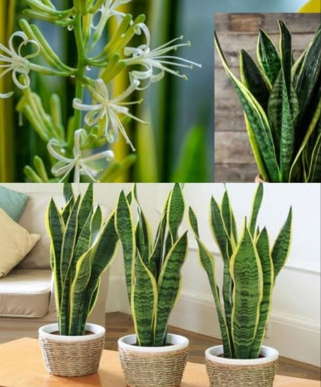 Cómo hacer que la lengua de suegra florezca y conserve su fragancia por más tiempo Una planta resistente, decorativa y con el potencial de regalarte flores perfumadas si la cuidas con mimo. Ubicación y luz Colócala cerca de una ventana luminosa. Si sus hojas crecen erguidas, es señal de que necesita más luz. Crece lento, con pocas hojas nuevas al año. Riego Solo riega cuando el sustrato esté completamente seco. En invierno, solo dos veces al mes para evitar pudrición. Fertilización Usa fertilizante para plantas con flor una vez al mes, desde finales de primavera hasta otoño. Favorece la aparición de flores con aroma a vainilla. Tamaño y poda No cortes las puntas de las hojas. Solo elimina las hojas secas para evitar enfermedades. 華 Trasplante Cámbiala de maceta en primavera si lo necesita. Coloca trozos de arcilla en el fondo para un buen drenaje. Beneficios Purifica el aire eliminando toxinas como benceno, tolueno, xileno y formaldehído. Fertilizante de cáscara de limón Usa las cáscaras de 3 limones sin pulpa Lava, seca y córtalas en trozos Colócalas sobre la tierra Riega con agua de limón o corriente Colócala en un lugar fresco y con luz indirecta Aplica una vez al mes Agua de plátano casera Coloca cáscaras de plátano en un vaso con agua Cubre y deja reposar toda la noche Usa el agua para regar cada 15 días Una planta fácil de cuidar que recompensa con belleza y beneficios