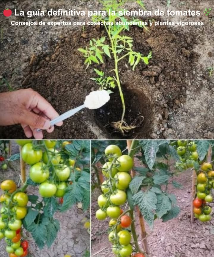 La guía definitiva para la siembra de tomates Consejos de expertos para cosechas abundantes y plantas vigorosas Preparación antes de plantar Hidratación inicial: remoja las raíces de las plántulas justo antes de plantar. Truco extra: añade una cucharada de azúcar al agua para fortalecer las plantas desde el inicio. Técnica de plantación profunda Cava hoyos de 2530 cm de profundidad Entierra 2/3 de la planta bajo tierra para estimular raíces fuertes y estables Fertilización orgánica efectiva Mezcla fertilizante granular orgánico en cada hoyo 讀 Añade una cucharada de cáscara de huevo molida: calcio natural que previene la pudrición apical Gestión inteligente del agua Riega directamente la zona de raíces, evitando mojar hojas 林 Usa una botella perforada enterrada cerca de la planta para un riego profundo y eficiente Prevención de deficiencias de calcio Pudrición apical = señal clara de falta de calcio 讀 Polvo de cáscara de huevo: solución casera y efectiva para un buen desarrollo del fruto Para tomates fuertes y productivos Planta profundo Enriquece el suelo con compost y calcio natural Riega de forma regular y dirigida Mantén las hojas secas para evitar enfermedades Resultado: tomates sanos, grandes y deliciosos directamente de tu jardín