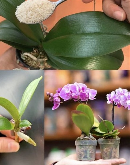 El arroz: milagro natural para que tus orquídeas florezcan Si llevan tiempo sin dar flores, 50 g de arroz pueden marcar la diferencia. Nutrientes caseros para revitalizar orquídeas 1 Agua de arroz Remoja 50 g de arroz en 500 ml de agua durante 24 h Cuela y riega cada 1520 días con agua a temperatura ambiente 2 Cáscara de plátano Té: seca, tritura y disuelve 1 cdta en 200 ml de agua hirviendo Polvo: seca al horno, muele y mezcla con la tierra Infusión: 2 cáscaras en 2 l de agua por 2 días, diluye 1:1 y riega 3 Cáscara fresca de plátano Frota sobre las hojas para dar brillo y aportar nutrientes 4 Concentrado casero Mezcla agua de arroz, melaza, leche, té verde usado y huesos de pollo molidos Usa 1 vez al mes en temporada de crecimiento, siempre con moderación 5 Administración de nutrientes Durante el crecimiento: fertiliza con precaución cada 2 riegos Durante la floración: evita en plantas recién compradas Consejo clave: menos es más. La fertilización excesiva puede dañar las raíces. Con ingredientes simples de cocina, tus orquídeas volverán a florecer fuertes y radiantes.