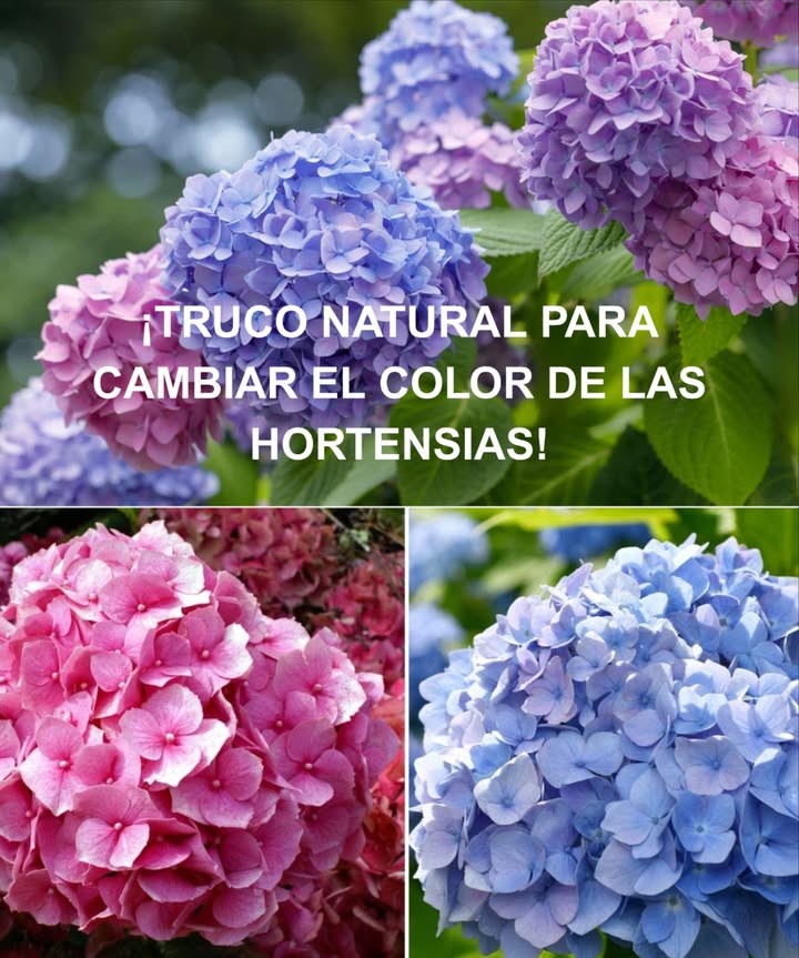 TRUCO NATURAL PARA CAMBIAR EL COLOR DE LAS HORTENSIAS! 
Flores mágicas que transforman el jardín con solo jugar con el pH del suelo.

 Hortensias azules
 Suelo ácido = tonos azules
 Cómo lograrlo:
 Posos de café  Acidifican y estimulan la floración. Usa cada semana.
鱗 Clavos de hierro  Entiérralos cerca para liberar hierro y bajar el pH.
離 Fertilizante azulador  Con aluminio y hierro, ideal antes de la floración.

 Hortensias rosas o blancas
 Suelo alcalino = tonos rosados o blancos
 Cómo lograrlo:
 Agua del grifo  Con cal, eleva el pH del suelo.
 Ceniza de madera  Rica en calcio, reduce la acidez y realza los colores claros.

 El secreto está en el pH del suelo: un toque de química natural y las flores cambian de tono con el tiempo.

華 Un solo jardín, infinitos colores bajo tu control.