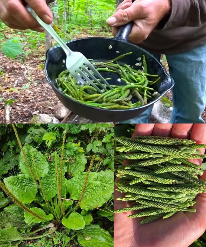 Llantén de hoja ancha Plantago major: muy común, muy potente 

Probablemente lo hayas pisado sin saber que es una joya medicinal. El llantén mayor crece entre grietas, campos y jardines… pero lo que guarda en sus hojas es oro verde puro para la salud.

 30 beneficios del llantén mayor:

 Extrae toxinas de heridas
 Calma picaduras de insectos
 Detiene sangrados al instante
 Acelera la cicatrización
 Alivia eczema y dermatitis
 Suaviza el dolor de garganta
 Mejora la digestión y alivia el estreñimiento
 Disminuye inflamaciones internas
 Trata infecciones urinarias
 Estimula la función hepática
 Purifica la sangre
 Cura aftas y encías inflamadas
 Calma la acidez y las úlceras
 Ayuda con hemorroides
 Combate la tos seca
 Apoya en casos de fiebre
 Antifúngico natural
 Refuerza el sistema inmune
 Suave para bebés dermatitis del pañal
 Mejora el tono de la piel y el acné
 Alivia la hiedra venenosa
 Útil contra dolores de cabeza
 Fortalece capilares y varices
 Descongestiona los senos nasales
 Aporta fibra para la saciedad
 Ayuda a reducir el colesterol
 Limpia los riñones
 Poder antioxidante antiedad
 Protege frente a agresiones externas

 Cómo usarlo en casa:

北 Cataplasma fresco
Tritura hojas frescas y colócalas sobre heridas o picaduras. Cubre con un paño. Reemplaza cada pocas horas.

林 Ungüento casero
Hojas secas  aceite de oliva al sol por 3 semanas  mezcla con cera de abejas. Perfecto para quemaduras, sarpullidos y picaduras.

 Infusión curativa
1 cda de hojas secas por taza. Dejar reposar y beber para garganta, digestión o depuración.

 Enjuague bucal natural
Té enfriado para gárgaras: calma encías, aftas y dolor de garganta.

 Inhalaciones
Vierte agua hirviendo sobre hojas  inhala el vapor. Descongestiona y relaja.

 Vinagre medicinal
Hojas frescas en vinagre de manzana por 3 semanas. Úsalo como tónico o desinfectante.

 Aceite infusionado
Base para masajes o ungüentos calmantes. Deja reposar las hojas secas en aceite portador.

塞 En batidos y cocina
Añade hojas tiernas a batidos verdes o salteados suaves. Rica en nutrientes.

籠 Polvo en cápsulas o mascarilla
Muele hojas secas hasta obtener polvo. Añade a cápsulas o mezcla con miel para mascarillas antiacné.

 El llantén mayor es gratuito, abundante y poderoso. Una planta común con un potencial extraordinario para curar desde dentro y por fuera. Sácale el máximo provecho con estos remedios sencillos, seguros y naturales.

 Asegúrate de recolectar en zonas libres de químicos y consulta con un especialista si estás embarazada, bajo medicación o con condiciones crónicas.