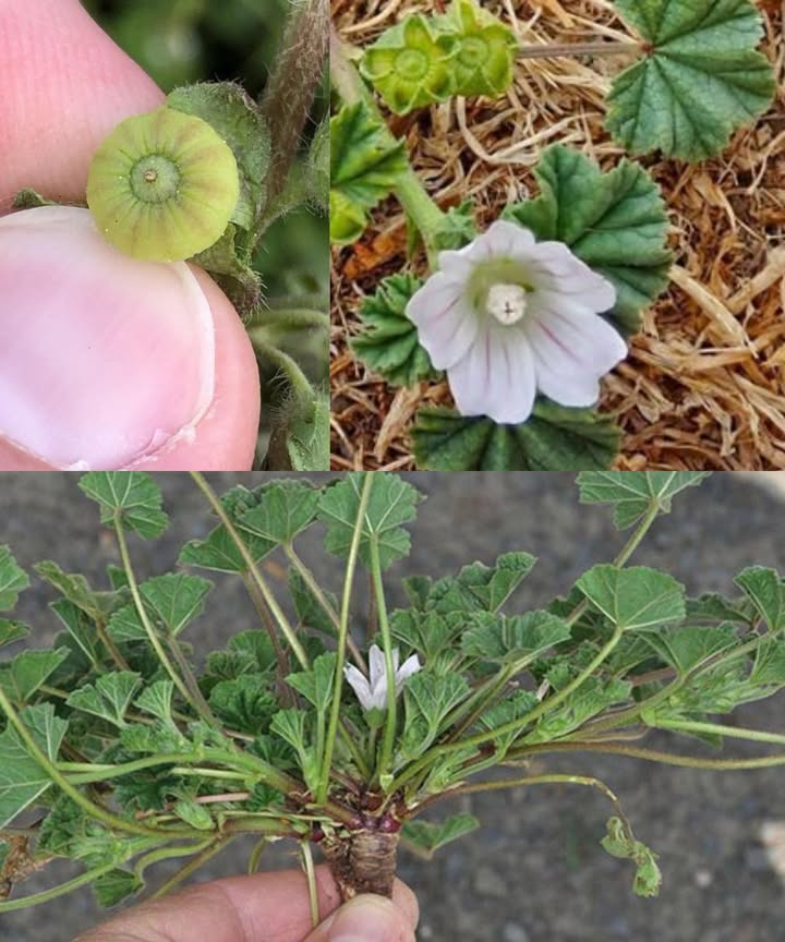 Descubre los 10 principales beneficios de las hojas de malva común Malva neglecta y Malva sylvestris para tu salud natural 

Alivio digestivo calmante
Mucílago que protege y calma el tracto digestivo contra gastritis y reflujo.

Anti-inflamatorio natural
Flavonoides que reducen inflamación y alivian dolores articulares y musculares.

Refuerzo inmunológico
Vitaminas A y C para combatir radicales libres y fortalecer defensas.

Apoyo respiratorio
Tés que alivian tos, dolor de garganta y bronquitis.

Salud urinaria
Diurético suave que ayuda a eliminar toxinas y prevenir cálculos renales.

Cuidado de la piel
Promueve cicatrización y calma irritaciones como eczema y psoriasis.

Salud cardiovascular
Reduce presión arterial y colesterol con fitonutrientes naturales.

Rica en minerales
Magnesio, hierro, calcio y potasio para huesos fuertes y función muscular.

Potencial anticancerígeno
Fitoquímicos que podrían ayudar a prevenir ciertos tipos de cáncer.

Control de peso
Fibra que favorece saciedad y apoya dietas saludables.

 Cómo usar hojas de malva común:
 En ensaladas, sopas o batidos para un aporte nutritivo delicioso
 Infusión relajante para la garganta y sistema digestivo
 Cataplasmas para piel irritada o heridas leves

 Consulta siempre con un profesional antes de integrar malva en tu rutina, especialmente si tomas medicamentos o tienes condiciones de salud.

#MalvaComún #BienestarNatural