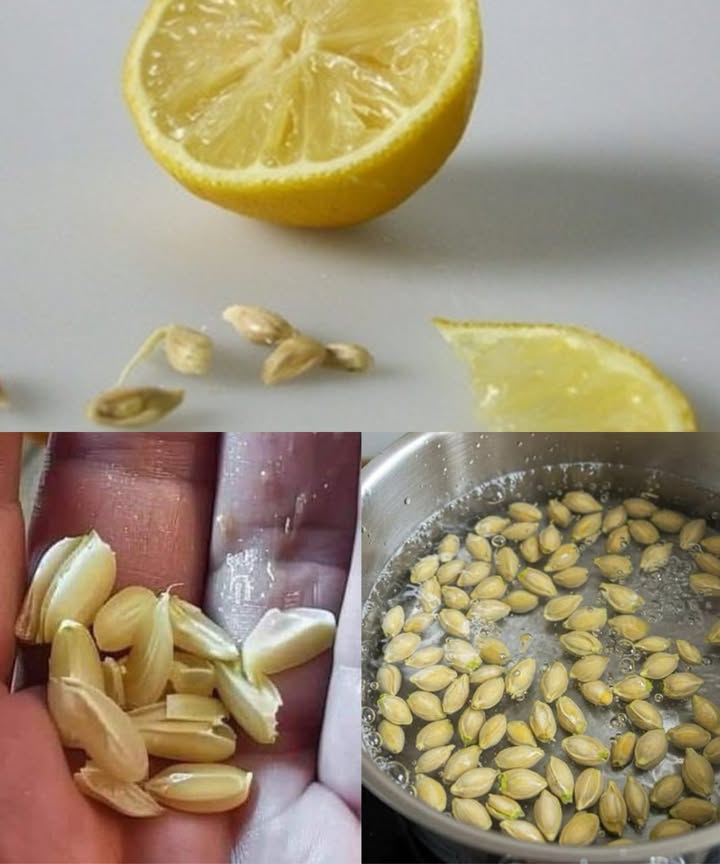 10 formas ingeniosas de reutilizar semillas de limón en casa Cultiva tu propio limonero Enjuaga bien las semillas y retira la pulpa. Colócalas en una toalla de papel húmeda en un lugar cálido y oscuro durante 1-2 semanas. Cuando broten, plántalas en macetas con tierra rica y mantén la humedad. Perfectas como árboles decorativos en interiores y exteriores. Fertilizante natural para plantas Seca y tritura las semillas, mézclalas con la tierra o el compost. Se descompondrán con el tiempo, enriqueciendo el suelo con nutrientes y minerales. Repelente natural de plagas Coloca semillas secas cerca de entradas o plantas para mantener alejadas hormigas y otros insectos. Su aroma cítrico actúa como repelente natural. 流 Absorbente de olores para el refrigerador Seca las semillas y colócalas en un frasco abierto dentro del refrigerador. Neutralizan olores de manera ecológica, reemplazando los desodorantes químicos. Exfoliante casero Muele las semillas y mézclalas con miel, yogur o aceite de coco. Eliminan células muertas y dejan la piel suave y radiante. Fortalece cabello y cuero cabelludo Hierve las semillas en agua y utiliza la infusión como enjuague final después del champú. Ayuda a reducir la caspa y fortalecer el cabello. Agente espesante para mermeladas y salsas Coloca las semillas en una bolsita de muselina o infusor de té. Hiérvelas junto a mermeladas o salsas para aprovechar su pectina natural como espesante. Realza el sabor de bebidas Infusiona agua o té con semillas de limón para un sabor sutil y nutrientes adicionales. Cuela antes de beber. Refresca zapatos y espacios pequeños Seca las semillas y colócalas en bolsitas de tela en zapatos, cajones o armarios. Su aroma cítrico elimina malos olores y mantiene los espacios frescos. 什 Limpiador de platos ecológico Tritura semillas de limón y mézclalas con bicarbonato de sodio. Limpia platos, fregaderos y encimeras de forma natural, descomponiendo grasa y suciedad. Reutilizar semillas de limón permite aprovechar al máximo cada parte de la fruta, mejorar el hogar y contribuir a un estilo de vida sostenible. Cada semilla ofrece un pequeño gran beneficio.