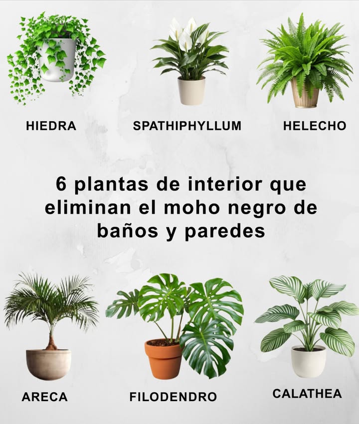 6 plantas de interior que eliminan el moho negro del baño y las paredes Usar plantas para controlar la humedad es una solución natural, estética y efectiva. Paso 1: Identifica la causa Detecta fugas, filtraciones o mala ventilación. Solucionar la fuente del exceso de humedad es esencial. 華 Paso 2: Elige las plantas adecuadas Hiedra Hedera helix: perfecta cerca de techos o rincones húmedos, absorbe humedad y purifica el aire. Spathiphyllum Paz de la casa: tolera poca luz y sus raíces capturan la humedad, impidiendo hongos. Helechos: ideales para lugares sombríos; equilibran el ambiente y evitan condensación. Areca: esta palmera consume humedad para crecer, evitando que el moho se instale. Falangio Cinta: resistente, decorativa y gran purificadora del aire. Calathea: tropical y amante de la humedad, ideal para baños y cocinas. Paso 3: Ubicación estratégica Coloca las plantas en baños, esquinas con poca ventilación o cerca de paredes frías. Con estas aliadas verdes, tu hogar se mantendrá seco, saludable y libre de moho sin necesidad de químicos.