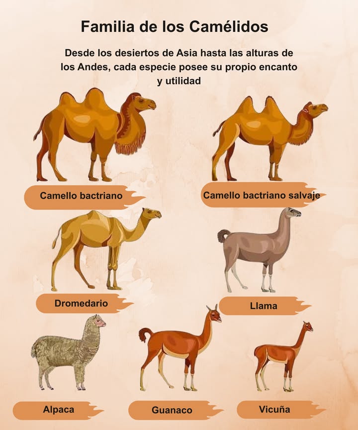 Familia de los Camélidos Desde los desiertos de Asia hasta las alturas de los Andes, cada especie posee su propio encanto y utilidad Camello bactriano Con dos jorobas y una resistencia legendaria Camello bactriano salvaje Un verdadero sobreviviente en hábitats extremos Dromedario La elegancia de una sola joroba 蓮 Llama La fiel compañera de carga en los Andes 臨 Alpaca Suave fibra que abriga al mundo 歷 Guanaco Salvaje y ágil en la puna 蓮 Vicuña La fibra más fina y valiosa del planeta Un linaje singular que entrelaza culturas y paisajes a lo largo de la historia.
