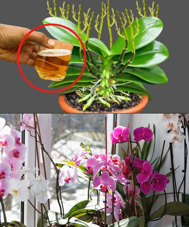 Riega las orquídeas con esto florecerán 3 meses seguidos Orquídeas saludables, hermosas y con flores sin parar gracias a un truco natural que recomiendan los expertos. Ingredientes clave para el crecimiento y floración: 4 cucharadas de cerveza 1.5 litros de agua a temperatura ambiente Cómo usarlo: Mezcla bien y riega la tierra justo después del riego habitual. Una vez al mes, también puedes regar la planta con esta mezcla para aportar fósforo y calcio esenciales. Consejos extra: Busca un lugar luminoso con luz indirecta y humedad, como baño o cocina. Enriquecer el suelo con potasio y fósforo potencia el crecimiento. Para un abono a largo plazo, añade levadura de cerveza en cubos directamente al suelo. Con este método, tus orquídeas regalarán flores espléndidas durante tres meses sin pausa. Cuídalas con amor y verás el resultado!