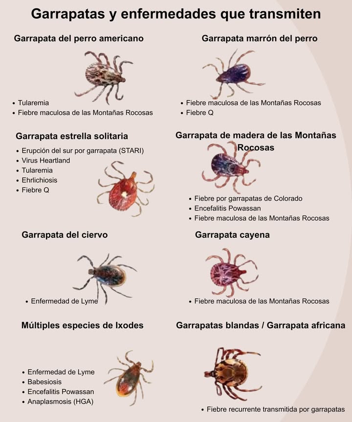 Alerta de garrapatas: Conoce los riesgos! Las garrapatas pueden transmitir la enfermedad de Lyme y la fiebre maculosa de las Montañas Rocosas, poniendo en riesgo a personas y mascotas. La prevención es fundamental: Usa repelentes naturales cedro, citronela, eucalipto Viste manga larga y pantalón al aire libre Revisa tu cuerpo y el de tus mascotas después de actividades al exterior Mantén tu jardín limpio y cuidado #PrevenciónDeGarrapatas #CuidadoContraGarrapatas